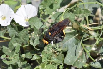 Megascolia maculata. The mammoth wasp. Scola giant wasp on a flower.