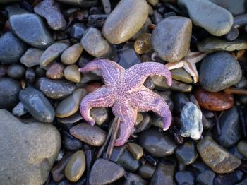 Starfish ashore. Sea erinaceouses mollusks of the Sea of Okhotsk.