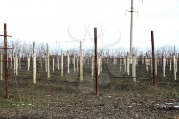 Young vineyard field. Poles and wires for the garter vine.