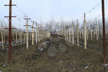 Young vineyard field. Poles and wires for the garter vine.
