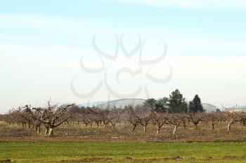 Cropped trees in the apple orchard. Care orchard, pruning trees.