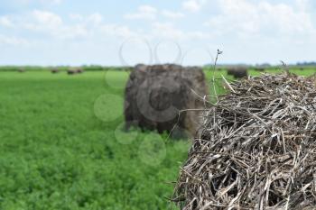 Haystacks rolled up in bales of alfalfa. Forage for livestock in winter.