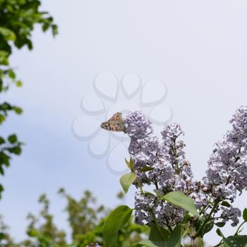 Butterfly rash on lilac colors. Insect pollinators. Butterfly urticaria.
