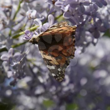 Butterfly rash on lilac colors. Insect pollinators. Butterfly urticaria.