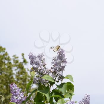 Swallowtail butterfly. Butterfly white sailboat on the flowers of lilac. Insect pollinators.