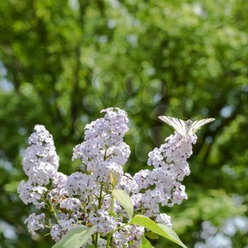 Swallowtail butterfly. Butterfly white sailboat on the flowers of lilac. Insect pollinators.