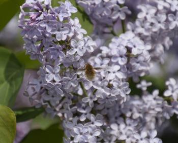 Bombyliidae on lilac. Shaggy fly on lilac colors. insect pollinator.