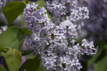 Bombyliidae on lilac. Shaggy fly on lilac colors. insect pollinator.