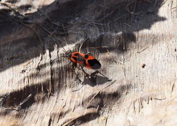 The image of red bugs in a native habitat.