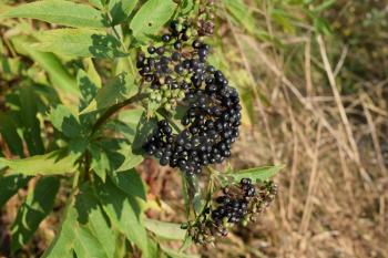 Elder berries. Maturing of berries of a poisonous plant.