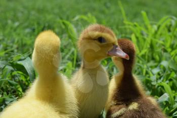 Ducklings of a musky duck. Three-day ducklings walk on a lawn.