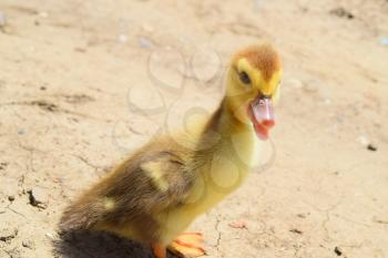 Duckling on the naked earth. Ducklings of a musky duck