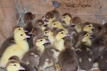 Ducklings of a musky duck. Ducklings of a musky duck in the shelter with hay on a floor and a box for a lodging for the night.