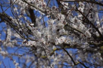 Blooming wild apricot in the garden. Spring flowering trees. Pollination of flowers of apricot.
