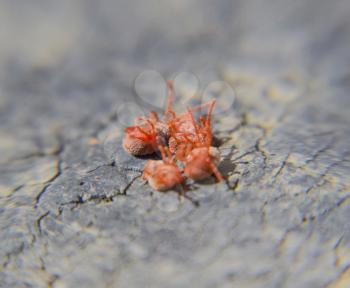 Close up macro Red velvet mite or Trombidiidae.