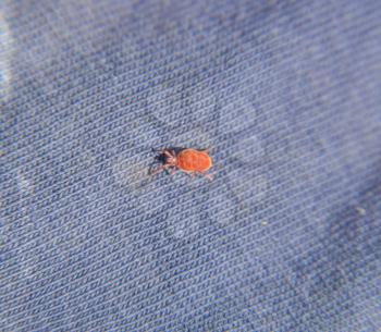 Red velvet mite on a blue rag. Running mite. Close up macro Red velvet mite or Trombidiidae