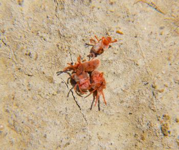 Close up macro Red velvet mite or Trombidiidae. Arthropod mites on the ground.
