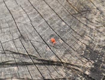 Red velvet tick on the stump. Close up macro Red velvet mite or Trombidiidae in natural environment.