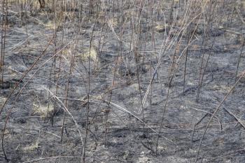 Ashes from the burned grass on the soil. After the fire, the landscape.