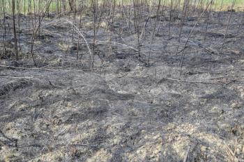 Ashes from the burned grass on the soil. After the fire, the landscape.