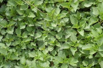 Background of the young nettle. Glade of nettle in the garden.