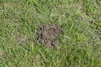 The mounds of soil left by the mole. the mole