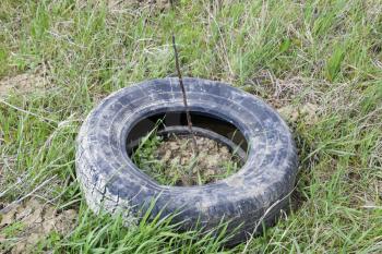 Protection of young seedlings with the help of an old rubber wheel tire.