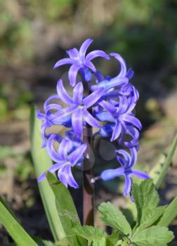 Hyacinth blooms in the garden. The hyacinth flower is blue