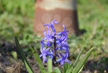 Hyacinth blooms in the garden. The hyacinth flower is blue