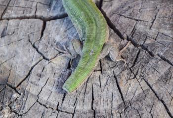 Regeneration of the lizard's tail. An ordinary quick green lizard. Lizard on the cut of a tree stump. Sand lizard, lacertid.