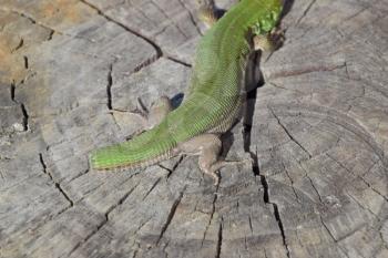 Regeneration of the lizard's tail. An ordinary quick green lizard. Lizard on the cut of a tree stump. Sand lizard, lacertid.
