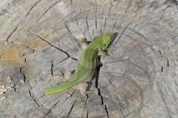An ordinary quick green lizard. Lizard on the cut of a tree stump. Sand lizard, lacertid lizard.