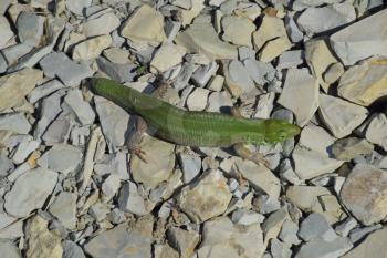 An ordinary quick green lizard. Lizard on the rubble. Sand lizard, lacertid lizard
