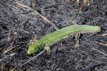 An ordinary quick green lizard. Lizard on the ground amidst ash and ash after a fire. Sand lizard, lacertid.