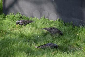 Starlings walk on the grass. Corvids starling.