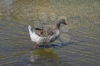 The gray goose is domestic. Homemade gray goose. Homemade geese in an artificial pond.