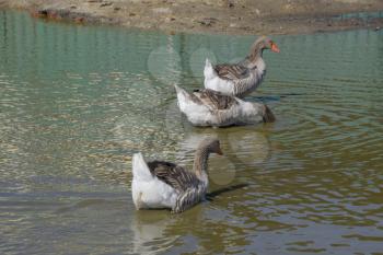 The gray goose is domestic. Homemade gray goose. Homemade geese in an artificial pond.