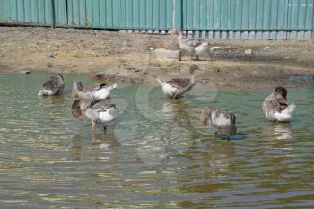Homemade gray goose. Homemade geese in an artificial pond. The gray goose is domestic.
