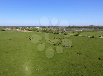 Grazing horses on the field. Shooting horses from quadrocopter. Pasture for horses