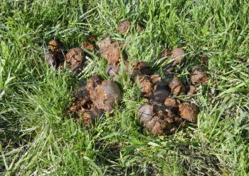 Horse manure on the grass in the pasture.