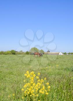 Horses on the grass in the pasture. Yellow flowers on a horse background. Horses graze in the pasture. Paddock horses on a horse farm. Walking horses.