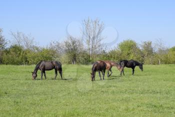 Horses graze in the pasture. Paddock horses on a horse farm. Walking horses.