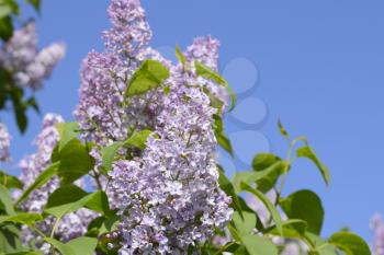 Beautiful purple lilac flowers outdoors. Lilac flowers on the branches