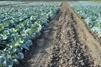 Cabbage field. Cultivation of cabbage in an open ground in the field. Month July, cabbage still the young.