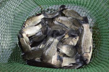River fish in a green plastic grid in a pond. Fish catch. Carp and carp. Weed fish