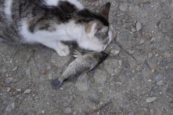 The cat eats live fish. Fish catch. Feeding the cat with fish