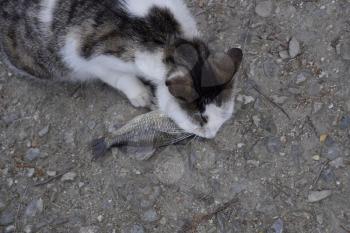 The cat eats live fish. Fish catch. Feeding the cat with fish