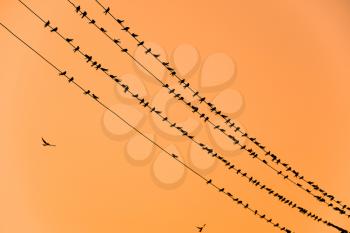 Silhouettes of swallows on wires. at sunset wire and swallows.