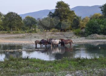 Horses walk in line with a shrinking river. The life of horses.