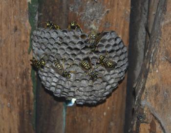 Wasps polist. The nest of a family of wasps which is taken a close-up.